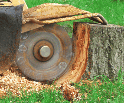 old oak tree stump to be removed in Austin