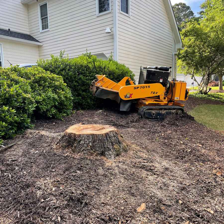 How Much Does Stump Grinding Cost in Austin? Real Prices & Factors in 2025