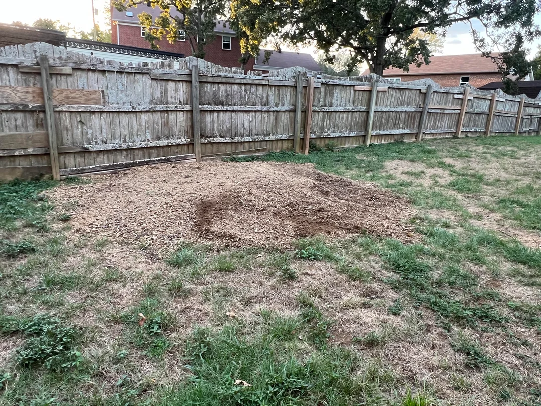 What Happens After Stump Grinding? Soil, Landscaping, and Replanting Tips for Austin Yards