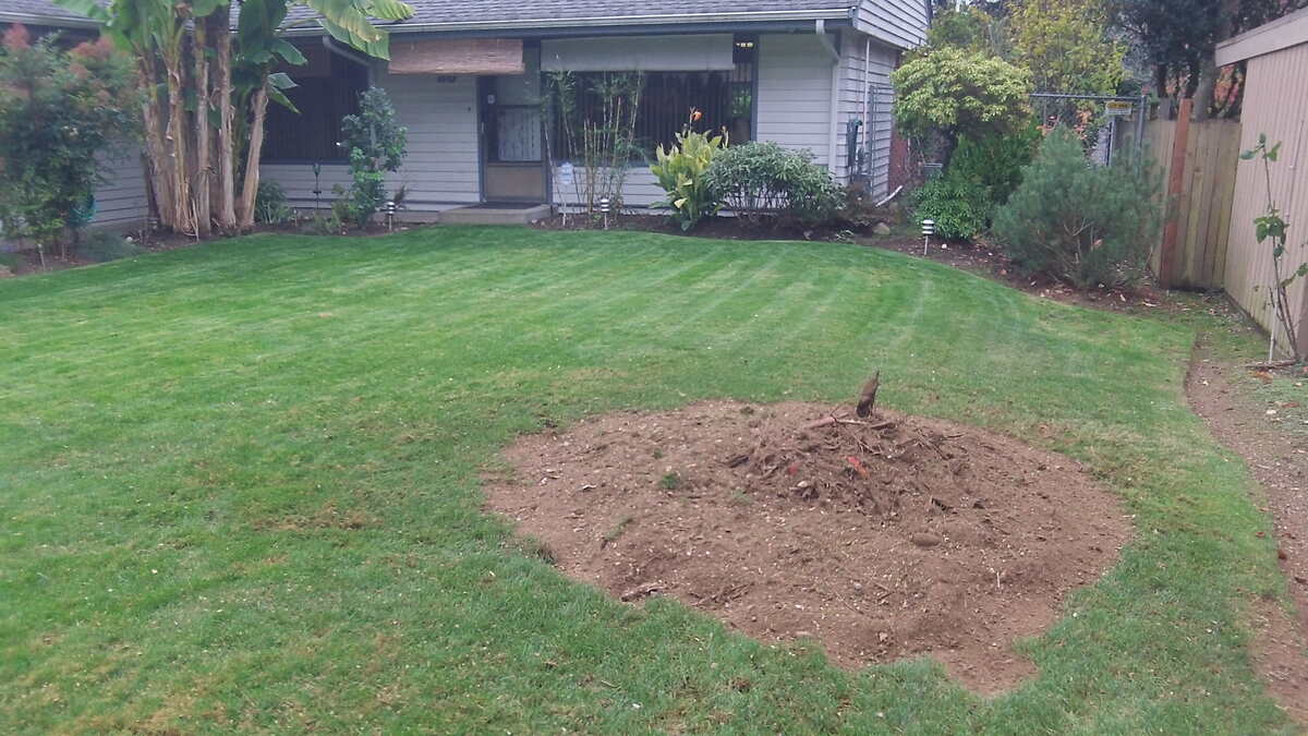 Will Stump Grinding Damage My Lawn? What Austin Homeowners Should Know